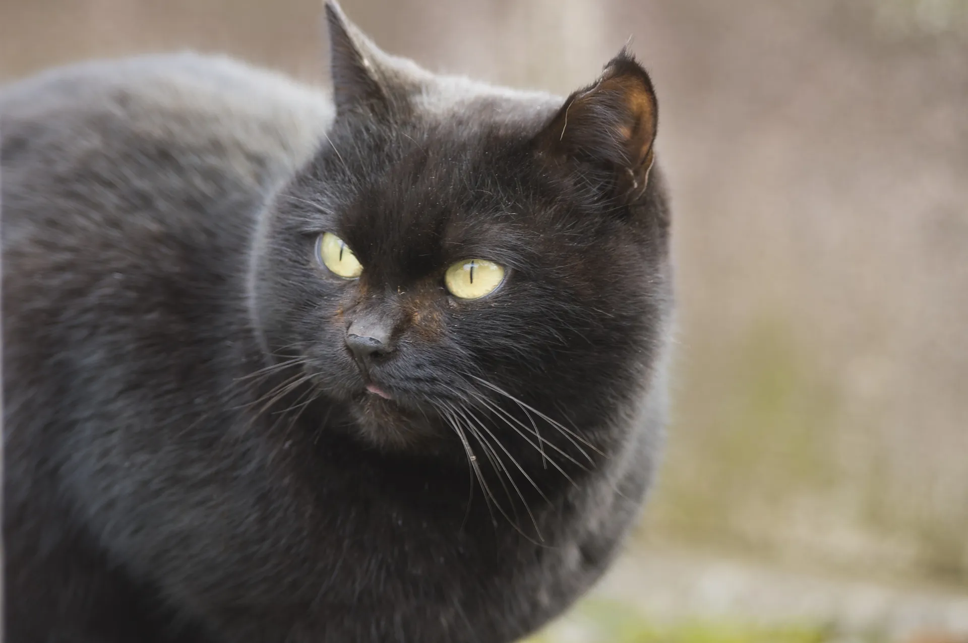 黒い猫の写真